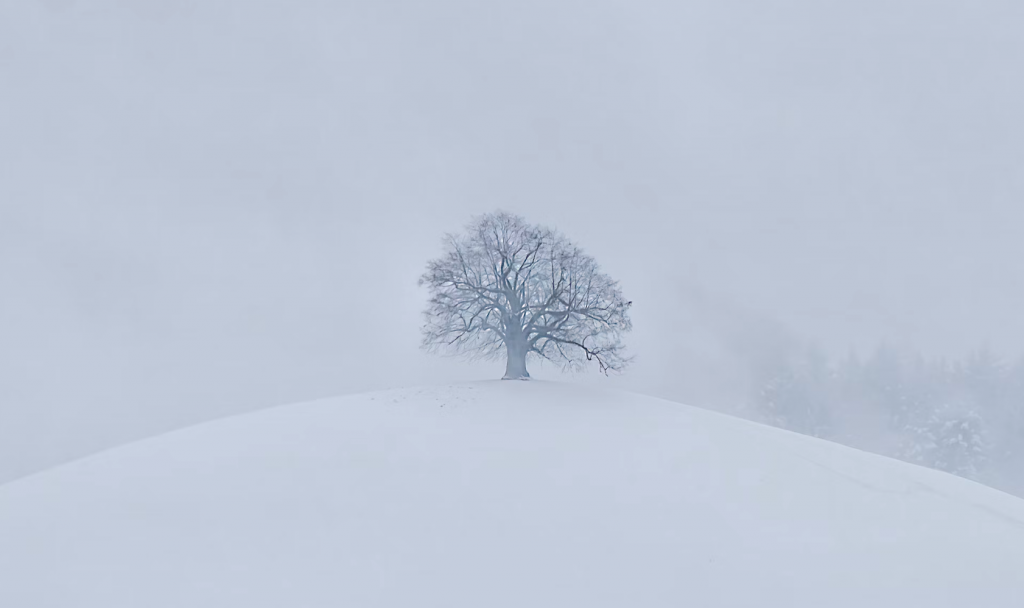 single tree in snowy field